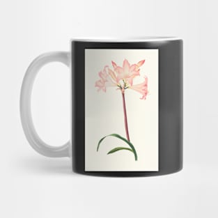 Amaryllis Belladonna - botanical illustration Mug